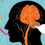 El cerebro crea comunicación clara y vívida